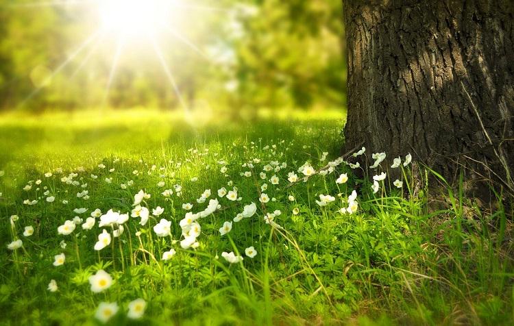 A picture of the sun shining on the lawn with flowers