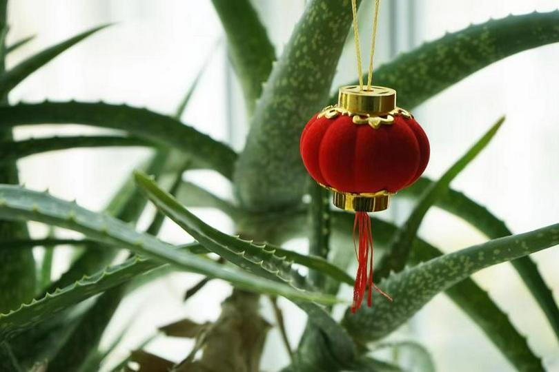 A small red lantern is hung among the aloe plants.