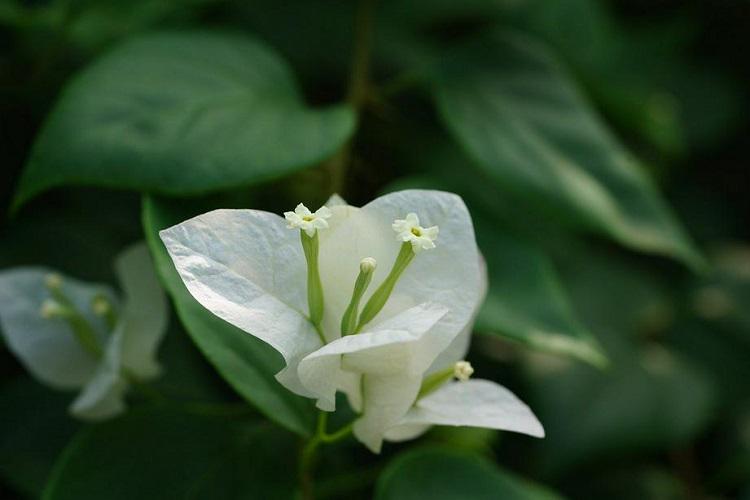 A white flower
