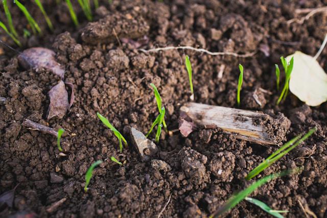 A picture of some seedlings popping up from the soil