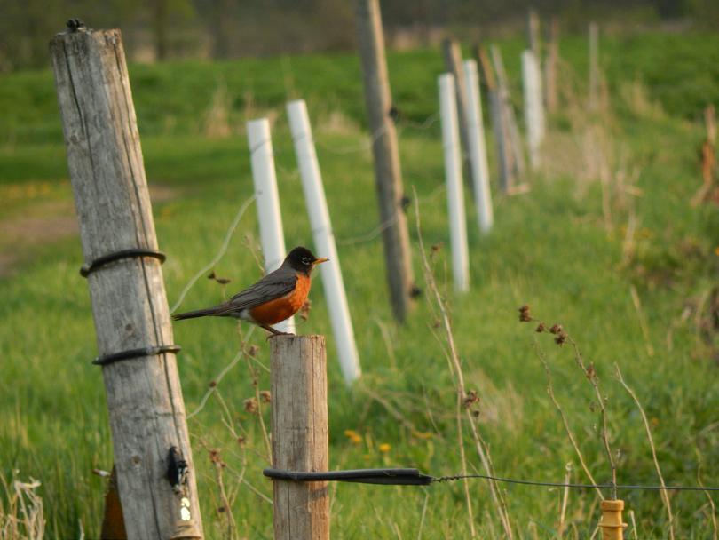 A bird perched on top of a wooden fence.