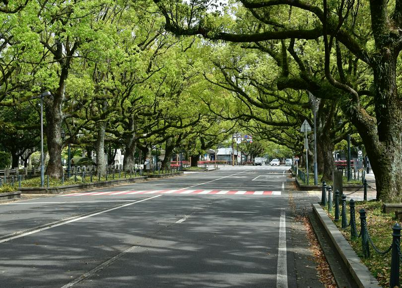 A street lined with lots of trees