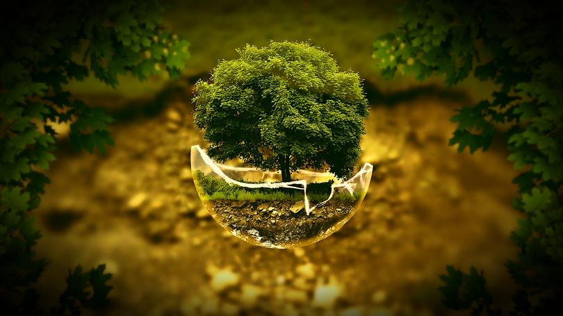 A lush tree grows within a cracked, transparent sphere.