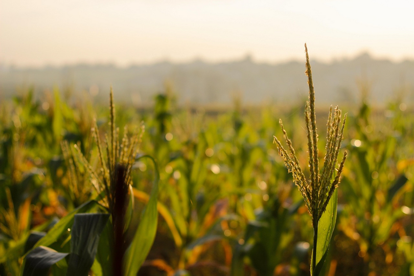A wheat field