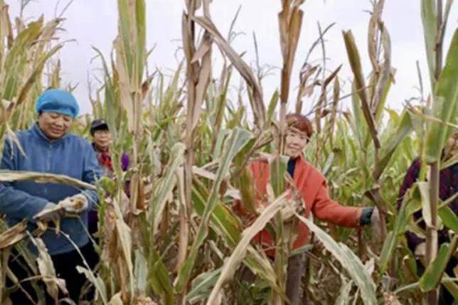 Believers helped the local farmers harvest corn in Hejin, Yuncheng City, SHanxi Province, on October 2025.