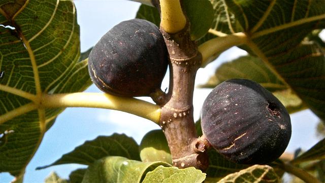 fig fruit