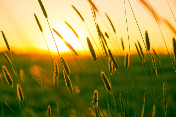 The light of sunset in the cornfield 