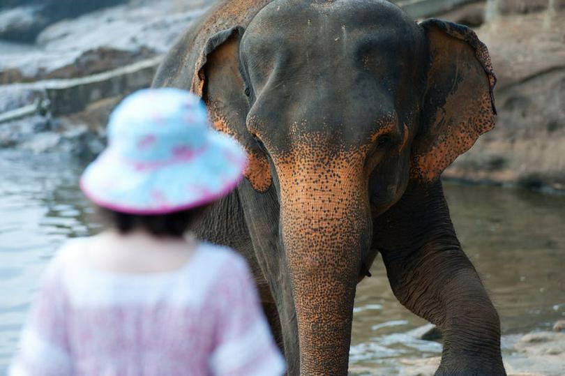 Elephant in Thailand