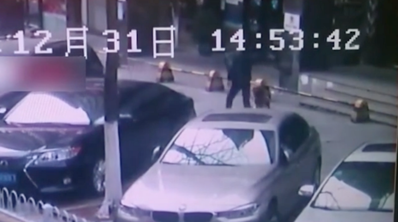 dog biting a passerby