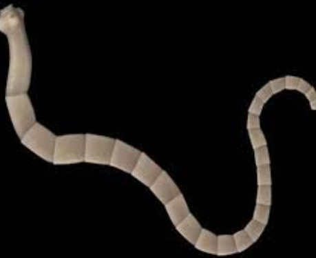 Tapeworm