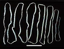 tapeworm