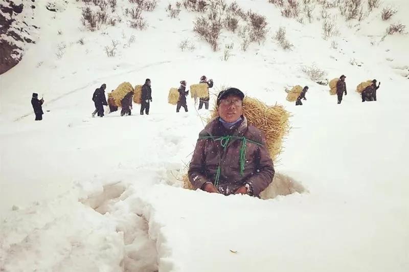 Herdsmen carried leftover forage grass up to the mountation in Qinghai for wild animals.