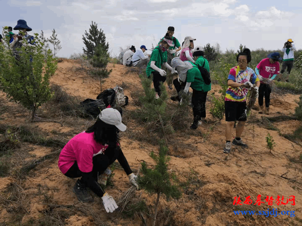 Volunteers planted pines in the desert planting camp for volunteers co-held by Xi'an CC&YMCA on July 30, 2019.