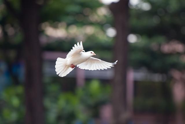 A picture shows a white dove flying in the sky.