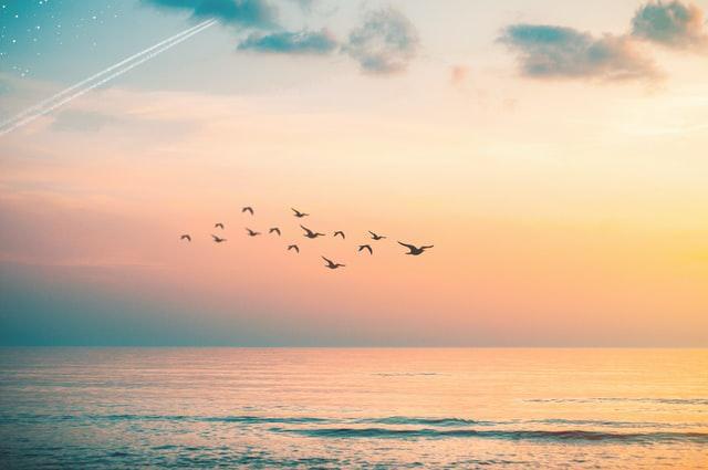 A picture shows some birds flying above the sea.