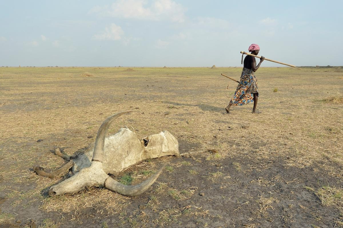 A woman walks by a dead cow in Dong Boma, a Dinka village in South Sudan's Jonglei State, on April 12, 2017. Most villagers recently returned home after being displaced by rebel soldiers in the end of 2013.