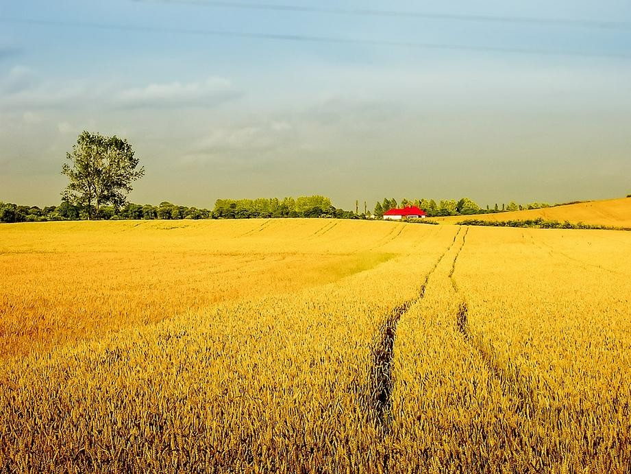 A picture of a golden rice field