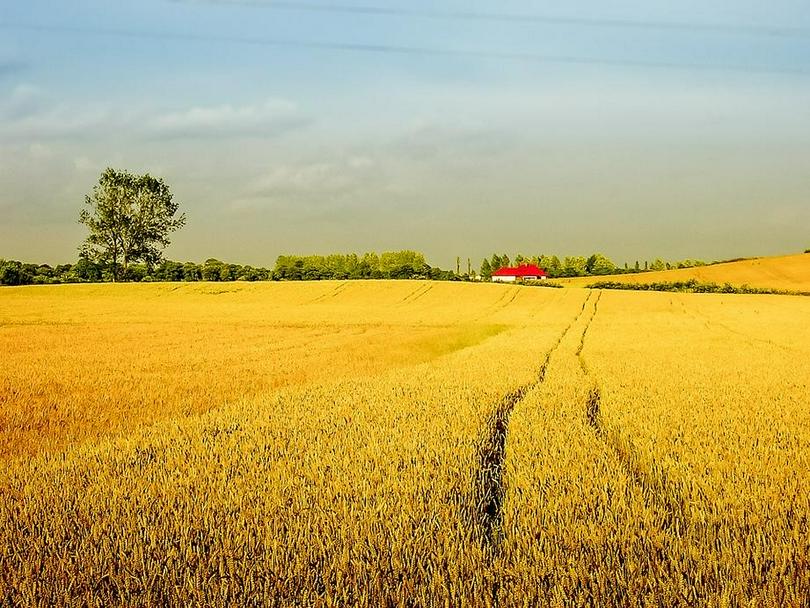 A picture of a golden rice field